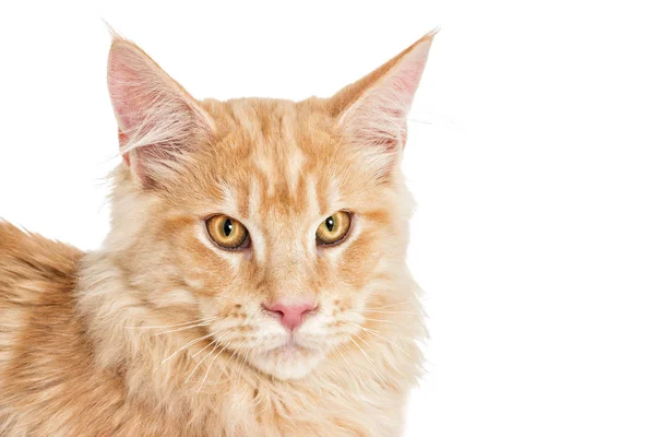 Portrait of a cat looking, a Maine Coon breed — Stock Photo, Image