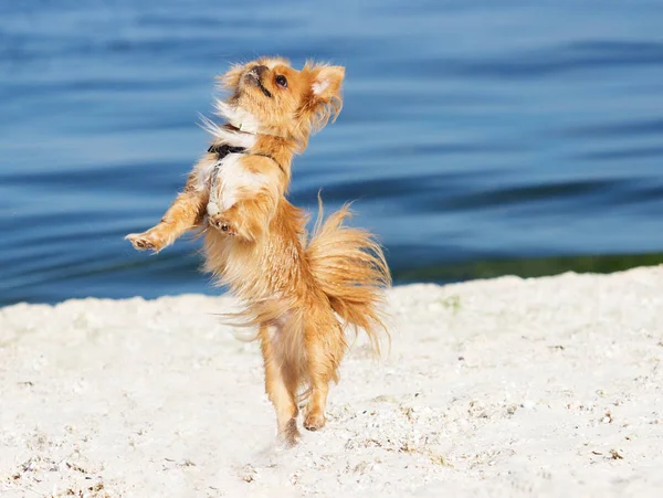 Cão fica em duas patas traseiras em voo — Fotografia de Stock