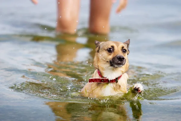 Zabawny wyraz pyska psa pływające w morzu — Zdjęcie stockowe