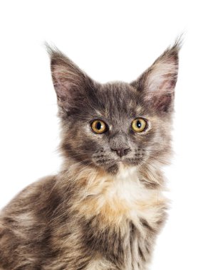 Maine Coon üç renkli kedi portresi