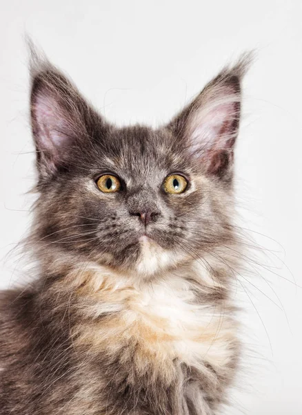 Ritratto del gattino di tre colori del Maine Coon — Foto Stock