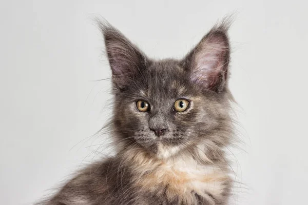Portrait of the three-colored kitten of Maine Coon — Stock Photo, Image