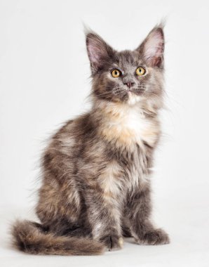Maine Coon, üç renkli yavru kedi