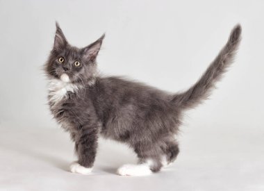 Yavru kedi maine coon beyaz ile gri ve standları gri bir bac görünüyor