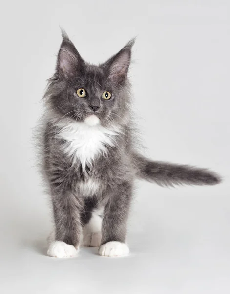 Kitten maine coon greay with white stands and looks at a gray bac — стоковое фото