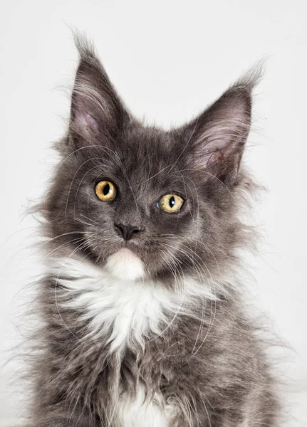 Kattunge Maine Coon — Stockfoto