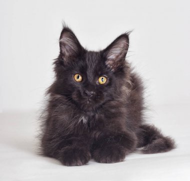 Maine Coon siyah yavru kedi