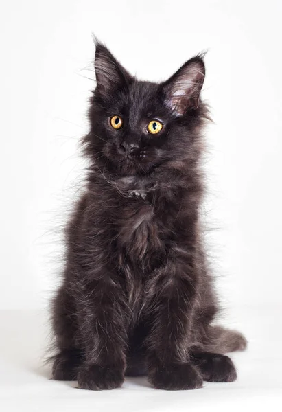 缅因州黑色小猫 — 图库照片