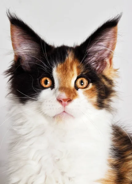 缅因州的三色小猫的肖像 — 图库照片