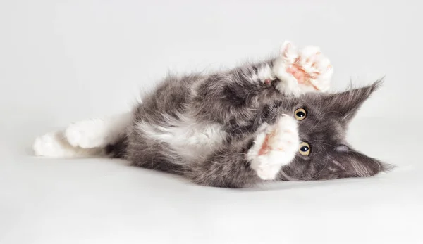 Cinza gatinho Maine Coon encontra-se em seu lado esticando suas patas forw — Fotografia de Stock