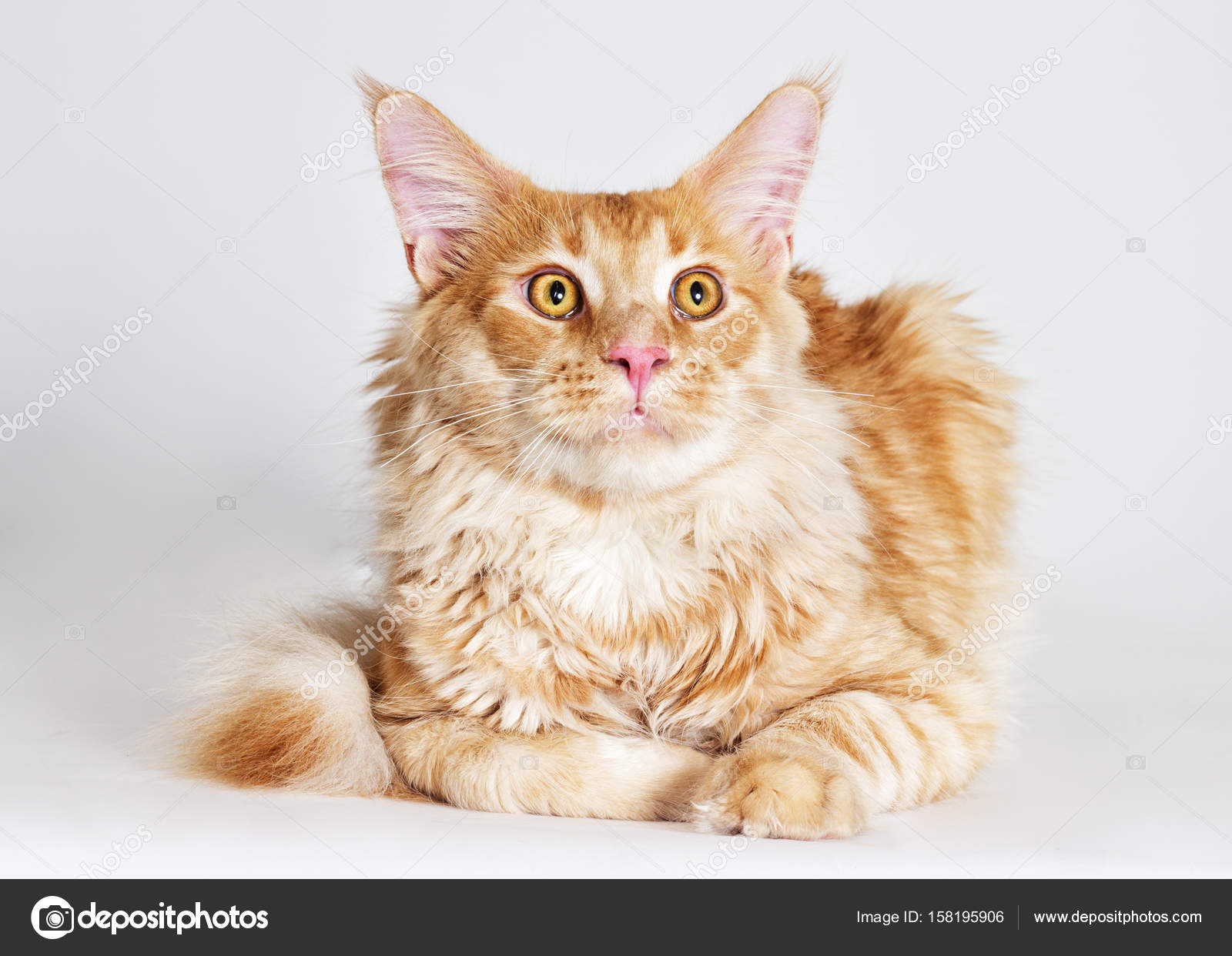 Rothaarige Gestreifte Katze Maine Coon Sieht Stockfoto