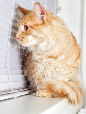 Kırmızı çizgili kedi maine coon kazanmak seyir pencere üzerinde