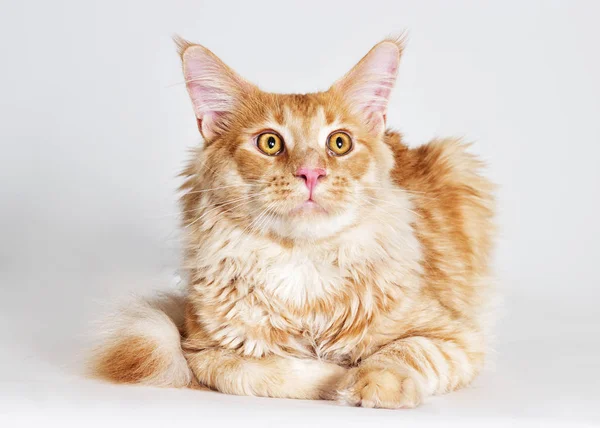 Çizgili redhead kedi maine coon görünüyor — Stok fotoğraf