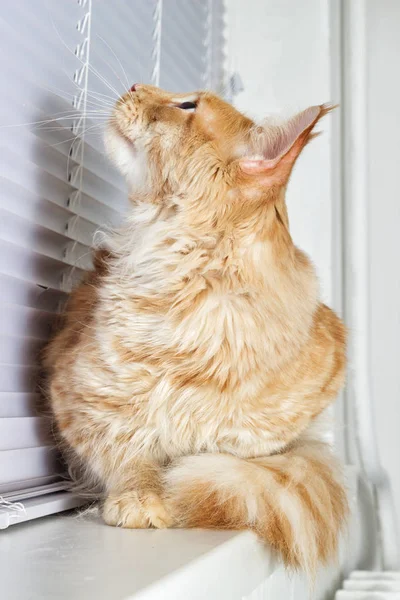 Red striped cat maine coon en el alféizar de la ventana mirando hacia fuera la victoria —  Fotos de Stock