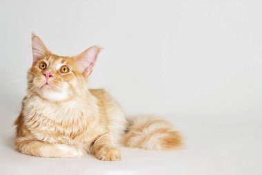 Çizgili redhead kedi maine coon görünüyor