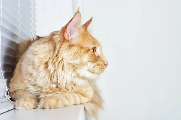 Red striped cat maine coon en el alféizar de la ventana — Foto de Stock