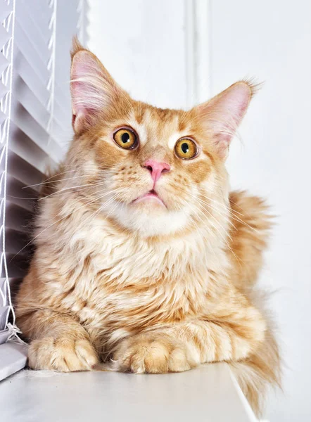 Rood gestreepte kat maine coon op de vensterbank — Stockfoto