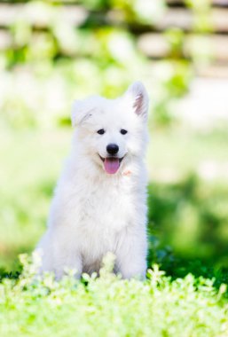 Küçük köpek yavrusu beyaz çoban köpekleri dışarıda.