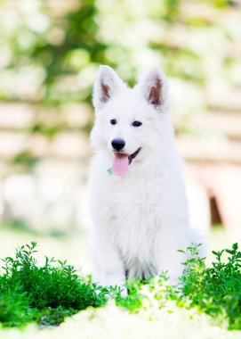 Küçük köpek yavrusu beyaz çoban köpekleri dışarıda.