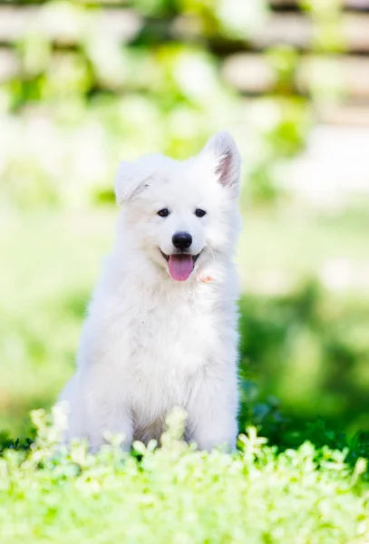 Little Puppy White Shepherd Dogs Outdoors — Stock Photo, Image