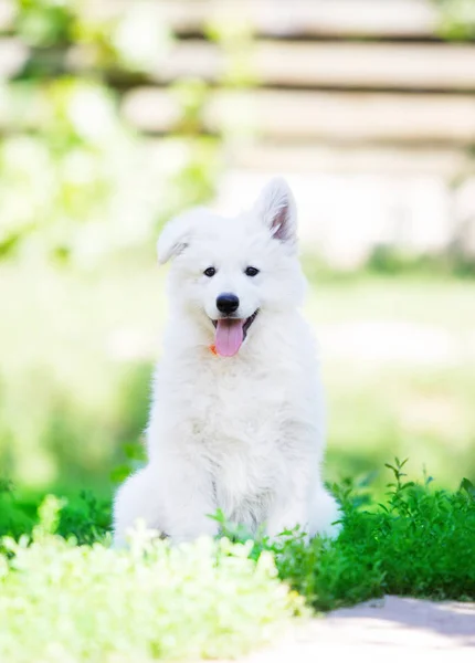 Petit Chiot Chiens Berger Blanc Extérieur — Photo