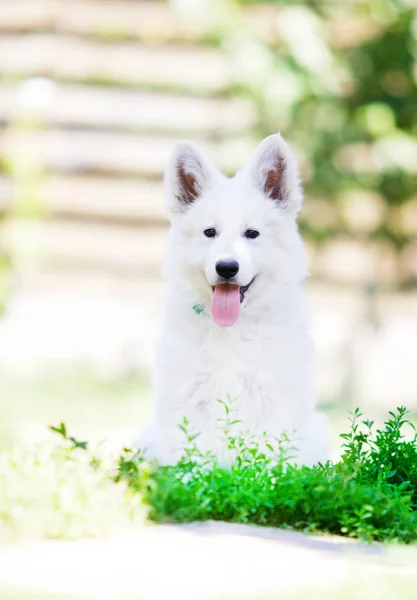 Pequeno Filhote Cachorro Cães Pastores Brancos Livre — Fotografia de Stock