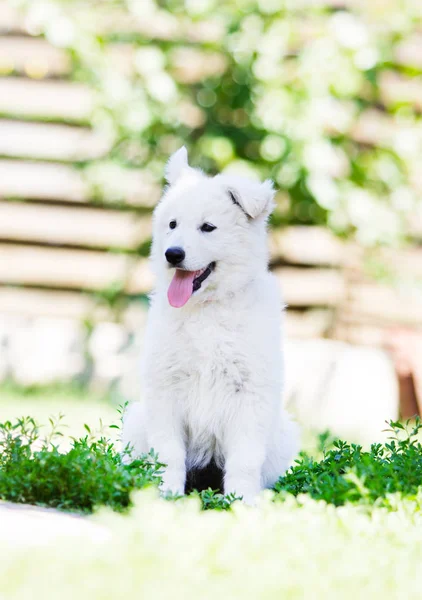 Puppy Witte Herder Honden Buiten — Stockfoto