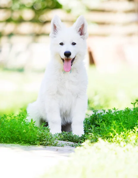 Puppy Λευκά Σκυλιά Βοσκός Εξωτερικούς Χώρους — Φωτογραφία Αρχείου