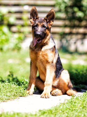 Alman çoban köpek parkta