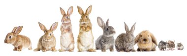 tavşan ve hamster görünüyor