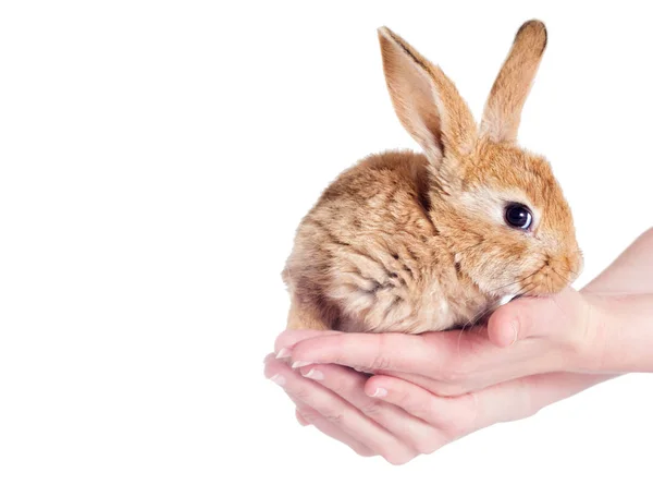 Rabbit Hands — Stock Photo, Image