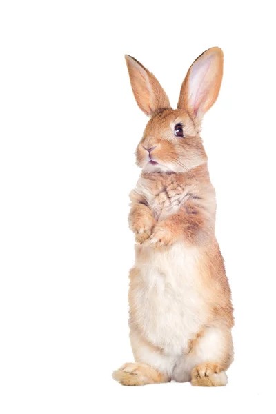 Funny Rabbit Standing Its Hind Legs — Stock Photo, Image