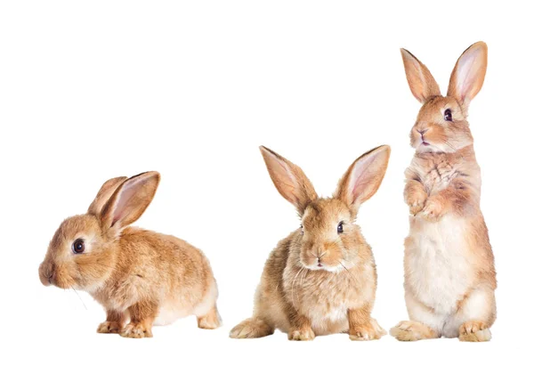 Lapin Drôle Est Debout Sur Ses Pattes Arrière — Photo