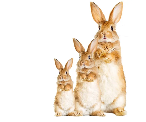 Tavşan Arka Ayakları Üzerinde Duruyor — Stok fotoğraf