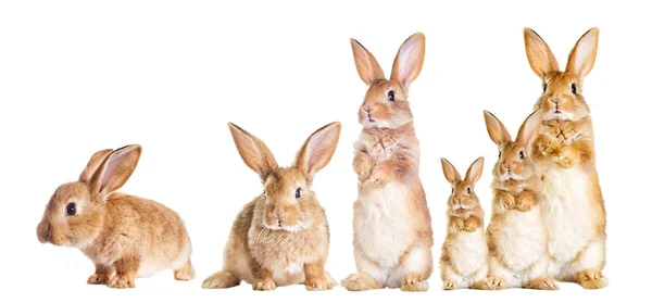 Conejo Está Pie Sobre Sus Patas Traseras —  Fotos de Stock