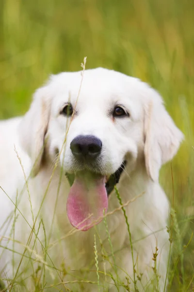 Portret Psa Golden Retriever — Zdjęcie stockowe