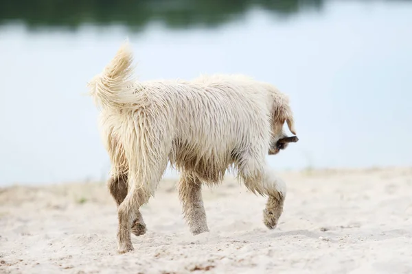 Cão Jogado Com Pau — Fotografia de Stock