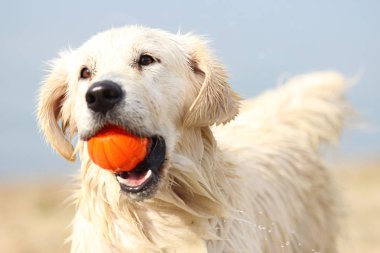 Köpek ve top dişlerinde.