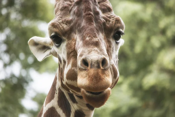 Giraffhuvud Närbild — Stockfoto