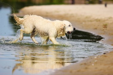su üzerinde çalışan köpek
