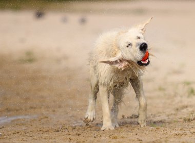 komik köpek namlu, sıçrama