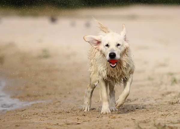 funny dog muzzle, splash