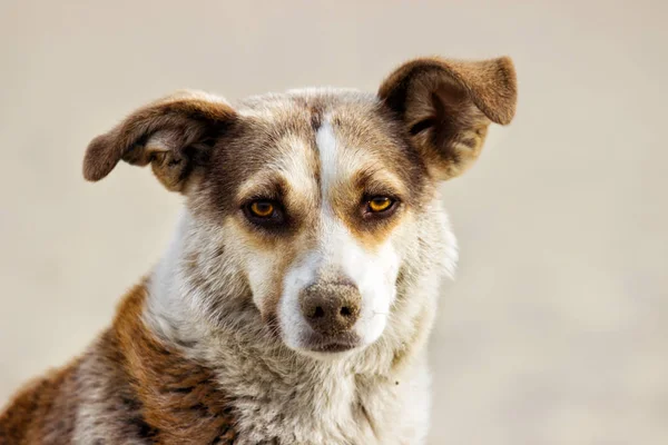 Portrét kříženec pes — Stock fotografie