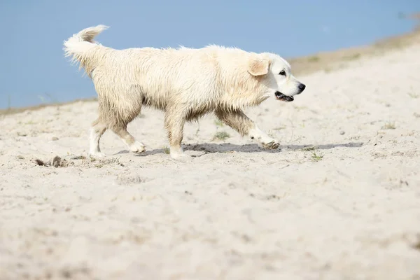 해변을 따라 실행 하는 리트리버 개 — 스톡 사진