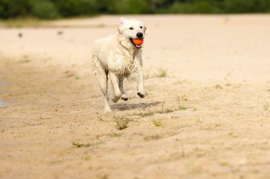 köpek ve topu