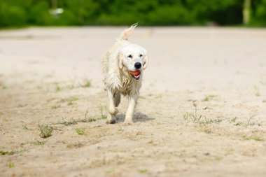 köpek çalışıyor