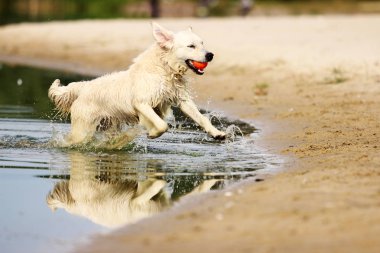 Nehirde Yüzme retriever köpek