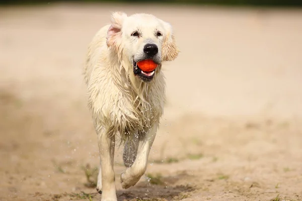หมา Retriever วิ่งด้วยของเล่นในฟันของเขา — ภาพถ่ายสต็อก