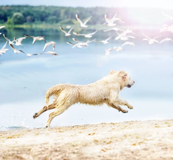 Pes běží a skáče na pláži — Stock fotografie