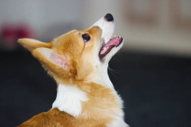 Portre profil köpek yavrusu Galce corgi